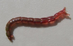 Bloodworm